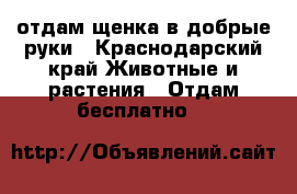 отдам щенка в добрые руки - Краснодарский край Животные и растения » Отдам бесплатно   